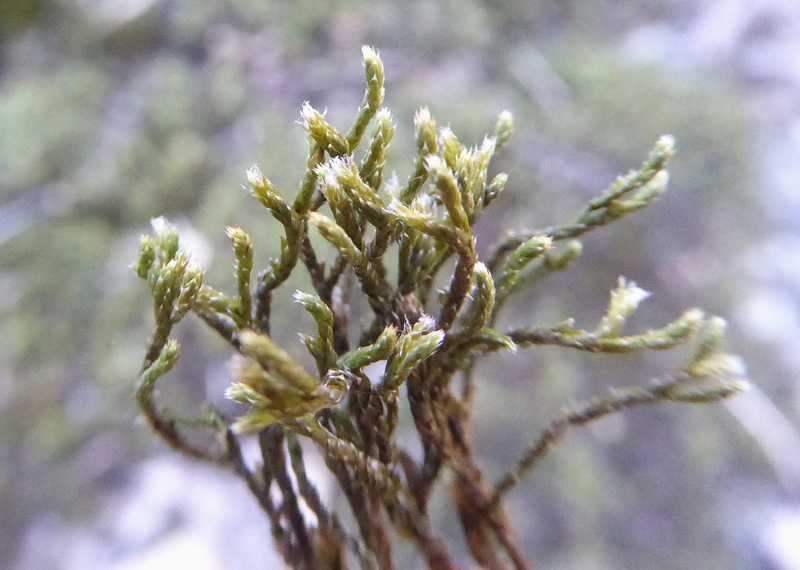 Hedwigia ciliata